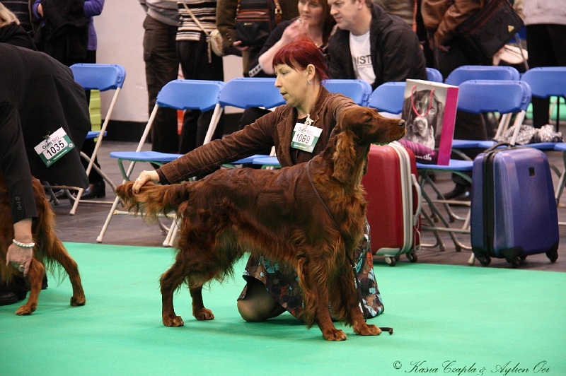 Crufts2011 457.jpg